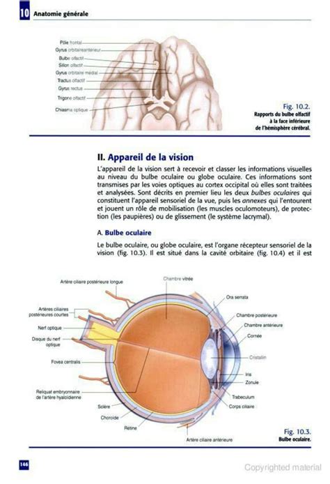 Solution Anatomie G N Rale Organes Sensoriels Studypool