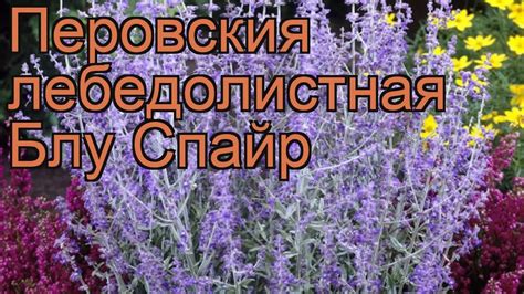 Перовския лебедолистная Блу Спайр (perovskia) 🌿 обзор: как сажать ...
