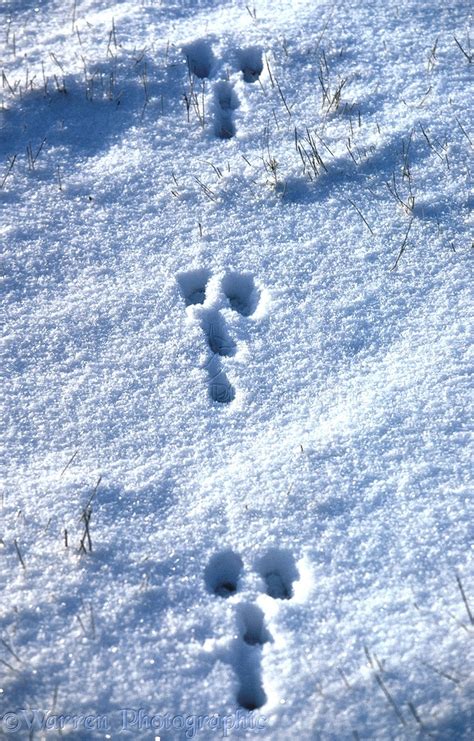 Rabbit tracks in snow photo - WP04783