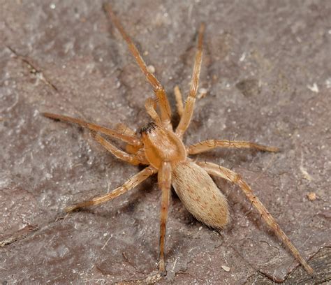 About Garden Ghost Spider Maryland Biodiversity Project