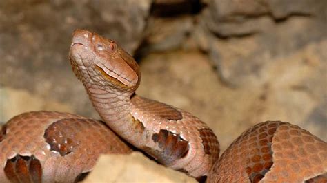 Alabama man dies after copperhead snake bite