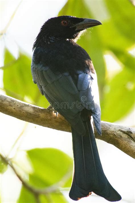 An Australian Spangled Drongo Bird Stock Photo Image Of Feathers