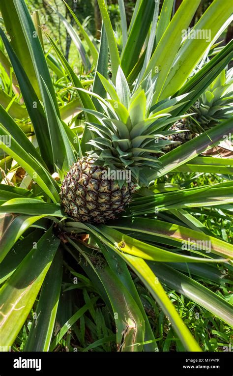 Pineapple Tree
