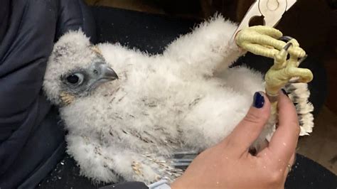 Worcester Cathedral S Peregrine Chicks Tagged For Research Bbc News