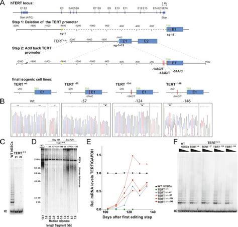 Figures And Data In Cancer Associated Tert Promoter Mutations Abrogate