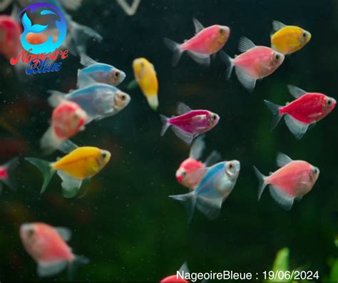 Glo fish – NageoireBleue