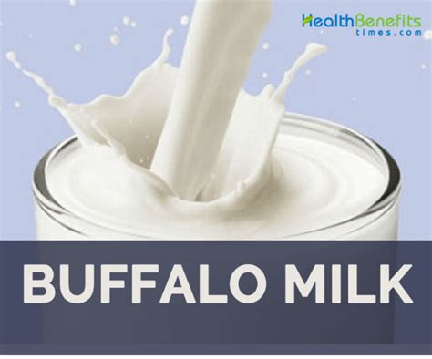 Buffalo Milk facts and health benefits