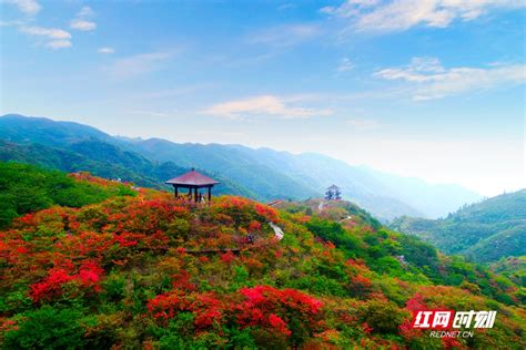 乘直升机空中赏万亩花海！大围山杜鹃花节4月20日启幕快乐长沙旅游频道