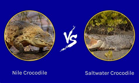 Epic Battles The Largest Nile Crocodile Ever Vs A Saltwater Crocodile