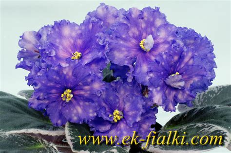Каталог селекция фиалок. ЕК-Фиалки - фиалки-сенполии.рф, каталог фиалок ...