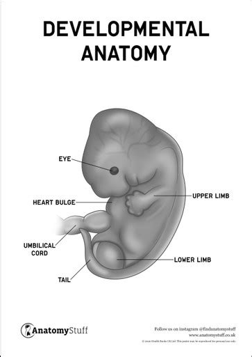 Developmental Anatomy Human Development And Anatomy Anatomystuff