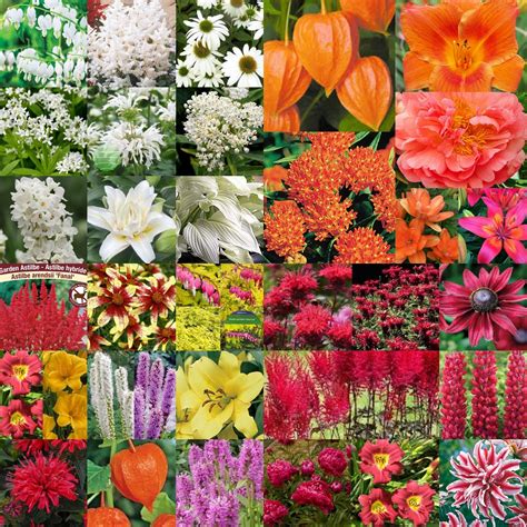 Cowan street perennial plants | Westville NS