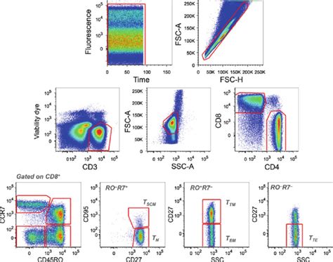 Gating Strategy For The Identifi Cation Of T Cell Subesets Time Gated Download Scientific