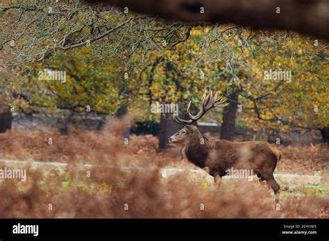 Deer in Richmond Park, London Stock Photo - Alamy