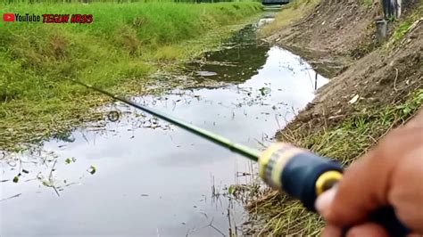 CASTING HARUAN Parit Tepi Jalan Spot Andalan Ultralight Fishing