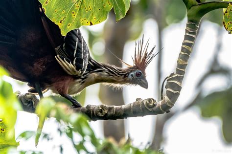 Hoatzin Symbolism Meaning Totem Spirit Omens World Birds