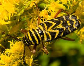 Black And Yellow Striped Insect Megacyllene Robiniae Bugguide Net