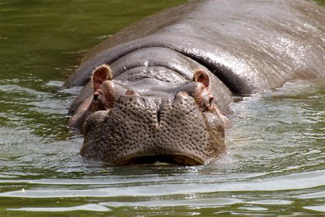 Free picture: hippopotamus, hippopotamus, amphibius