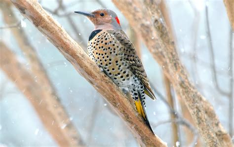 Northern Flicker Woodpecker