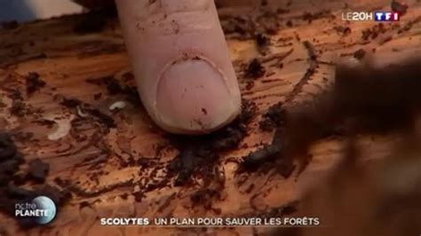 Replay Journal De Tf Du Scolytes Un Plan Pour Sauver