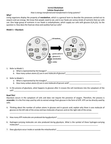 4446 Worksheet Cellular Respiration How Is Energy Transferred — Db