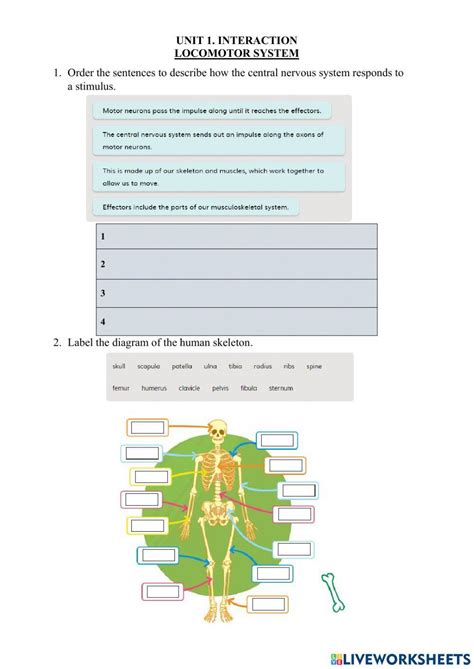 1 3 Interaction Locomotor System Worksheet Live Worksheets