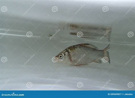 Carpa Prussiana De Plata Carp Carassius Auratus Gibelio En El Agua