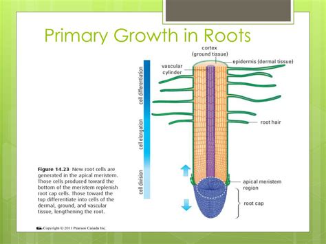 Ppt Primary And Secondary Growth In Plants Powerpoint Presentation