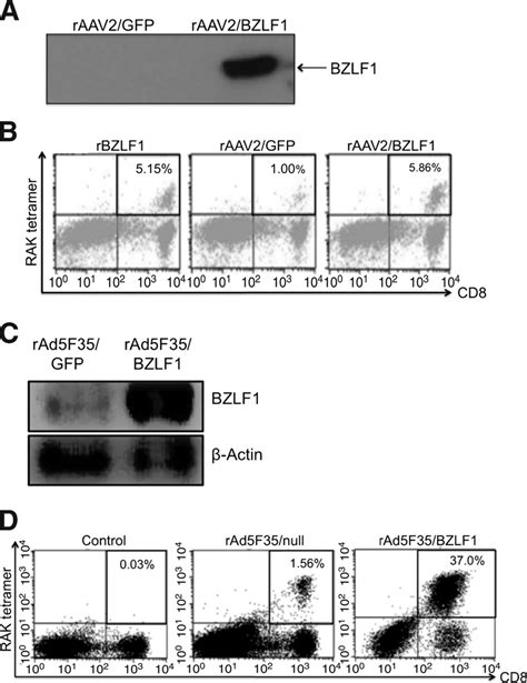 Bzlf1 Virally Transduced Dcs Induce Bzlf1 Specific T Cell Immunity In