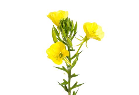 Evening Primrose Flower Png Transparent Background 29721589 PNG