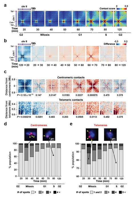 Centromeric And Telomeric Contacts During The Cell Cycle A Cell