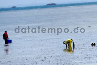 Warga Mencari Kerang Di Pantai Trikora Kabupaten Bintan DATATEMPO