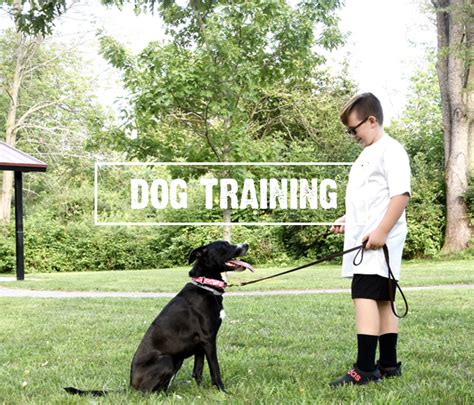 Sit n' Stay Dog Training | Buffalo NY, Dog Training, Dog Walking > Home