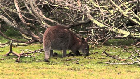 Rufus Wallaby Bennetts Wallaby Red Neck Wallaby Blind In One Eye