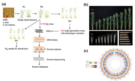 科研人员创建大容量多样化小麦全外显子突变体库 生物研究专区 生物谷