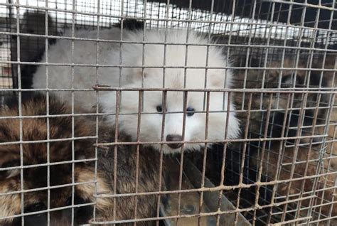 HSI Undercover Investigation Shows Foxes Bludgeoned Skinned Alive On