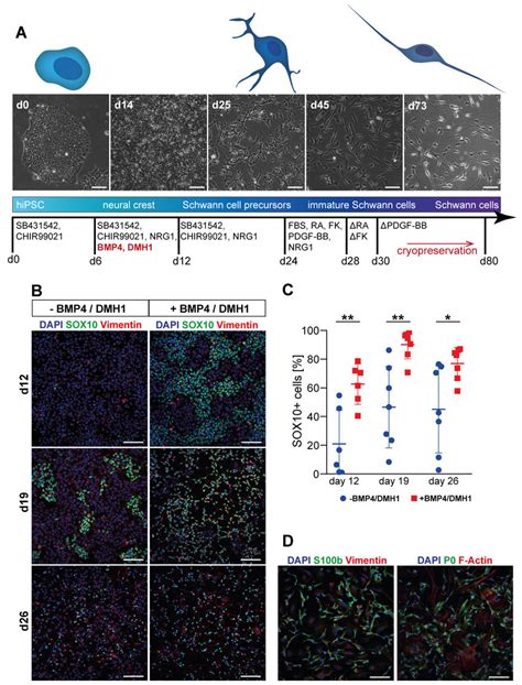 Robustness Of Schwann Cell Differentiation Is Increased By Defined