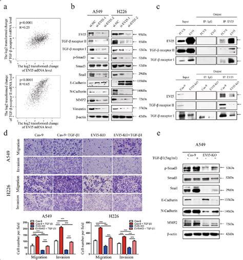 EVI5 Mediates The Migration And Invasion Of NSCLC Cells Through The