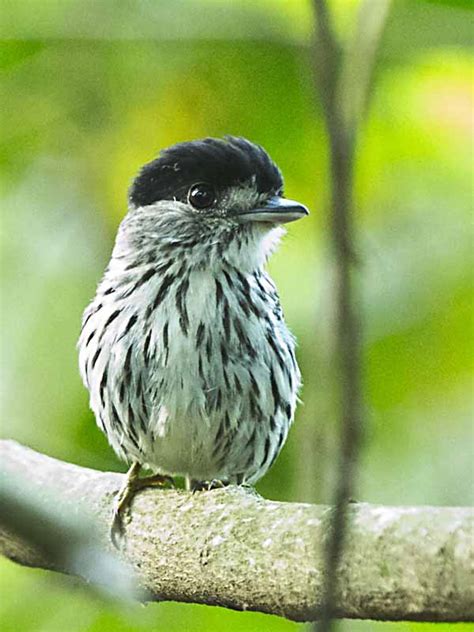 THE HYPERACTIVE AFRICAN BROADBILL | Avian Leisure