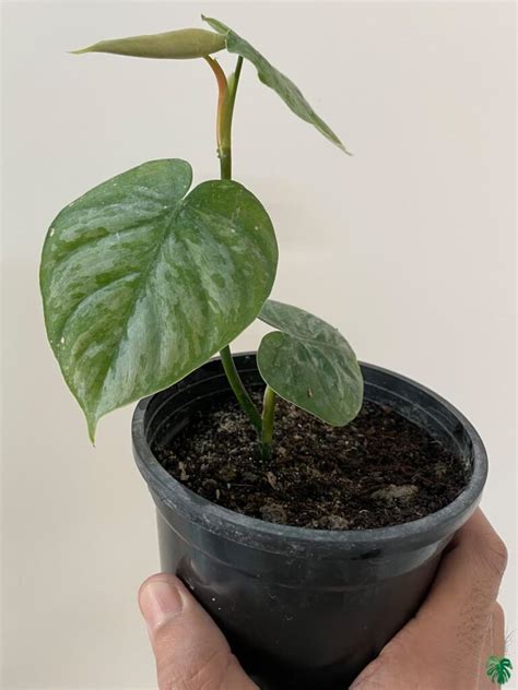 Buy Philodendron Brandtianum Wild Form Peppyflora