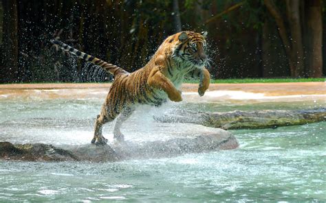 powerful, Tiger, Jump Wallpapers HD / Desktop and Mobile Backgrounds