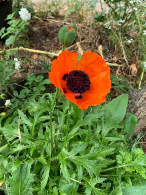 Oriental Orange Poppies