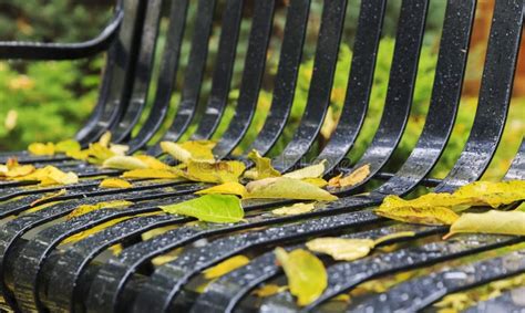 De Herfst Gevallen Bladeren Met Dalingen Van Regen Op Een Parkbank