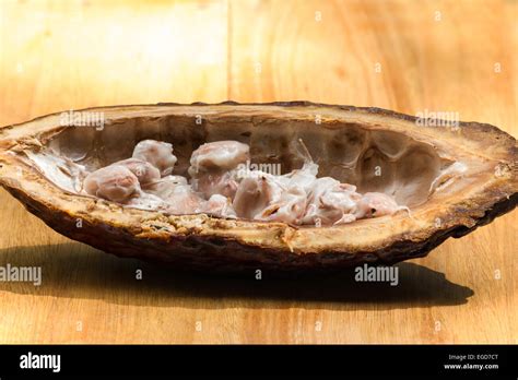 Theobroma Cacao Seeds Stock Photo Alamy