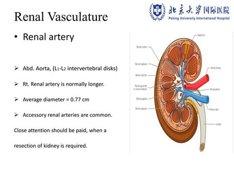 1 Surgical Anatomy Of The Retroperitoneal And Pelvic Extraperitoneal Space