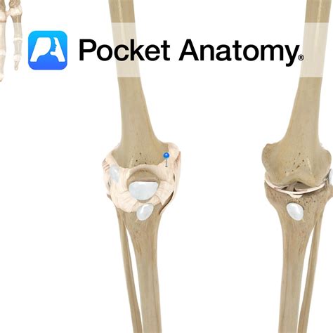 Humerus Olecranon Fossa Pocket Anatomy