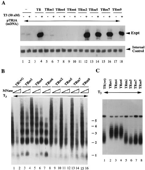 The transcriptional activation domain is required for both ... 