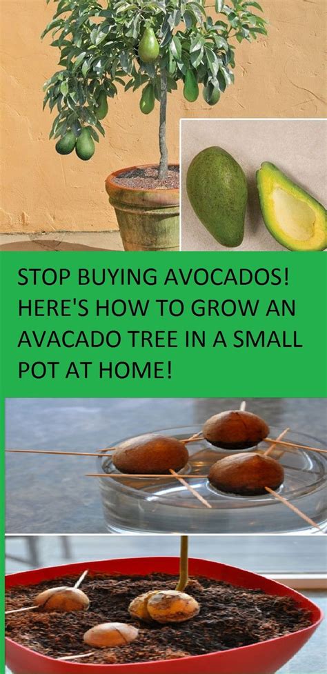 Pin By Samantha Niemirski On Garden Projects Growing An Avocado Tree