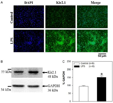 Llipopolysaccharides LPS Effect On Expression Of Kir2 1 A