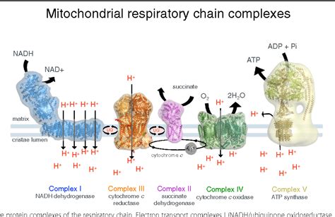 Structure And Function Of Mitochondrial Membrane Protein Complexes